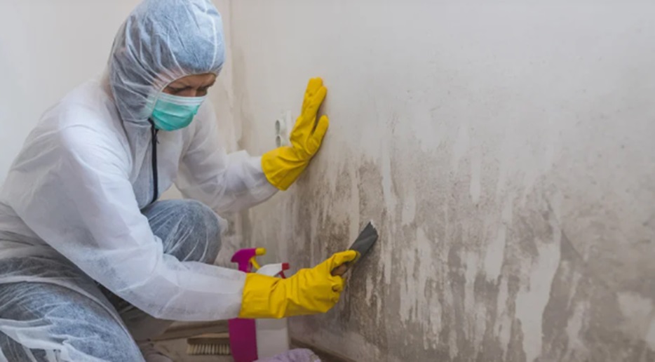 Expert Mold Testing