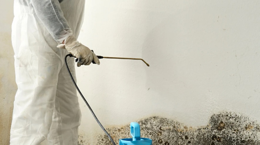 Mold Cleanup